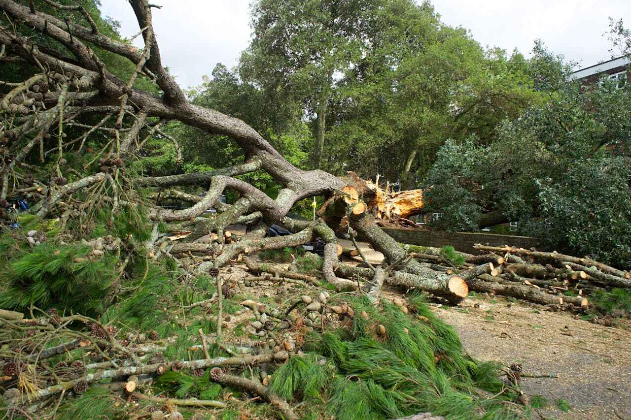 The Steps Involved in Our Tree Care Process in Rancho Viejo, TX